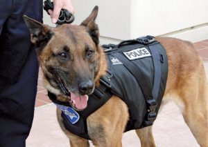 police dogs beat the heat