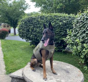 K9 gets a vest